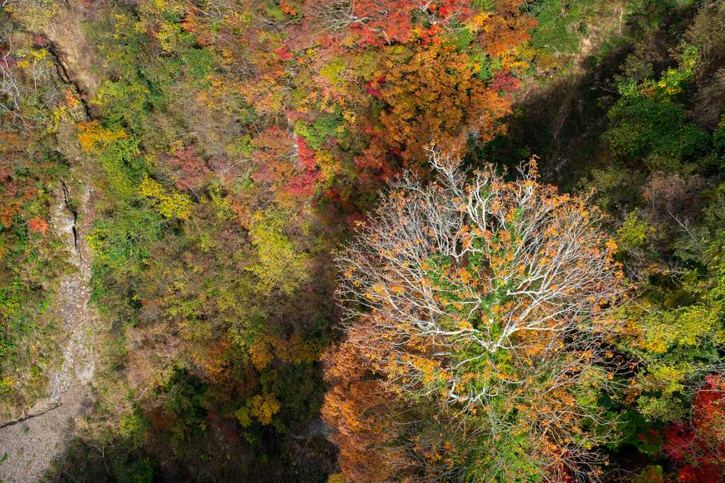 真上から見下ろす紅葉した森