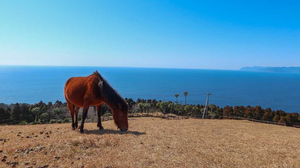 海を見下ろす丘で草を食む馬