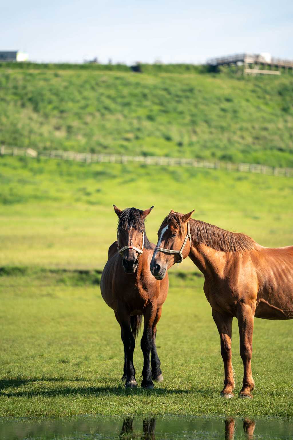 寄り添う2頭の馬