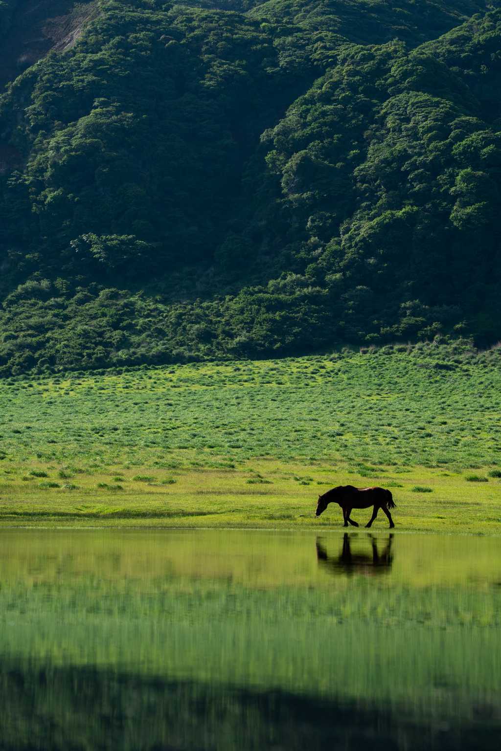 池のほとりを歩く馬のシルエット