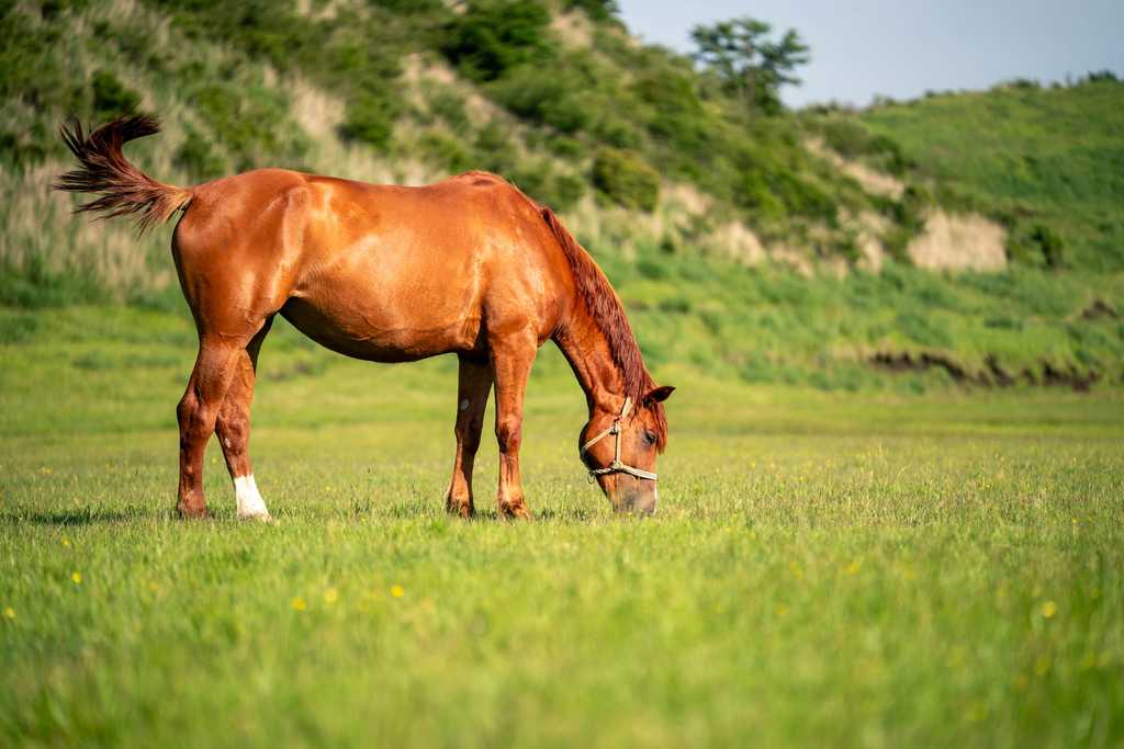 草を 食む馬