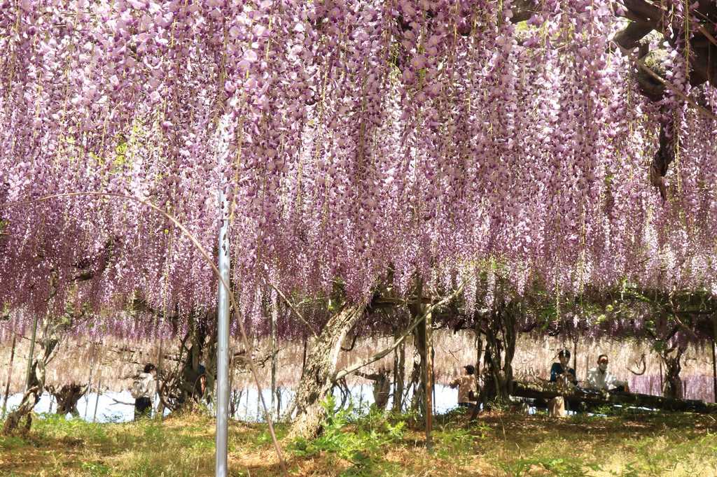 千財農園の藤棚