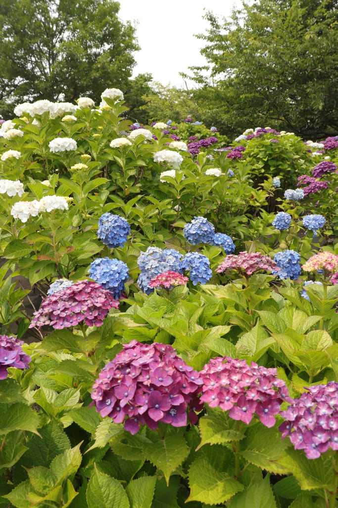 鮮やかに咲くあじさい