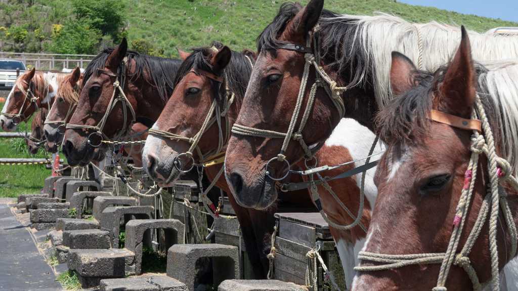 乗馬体験のために並ぶ馬たち