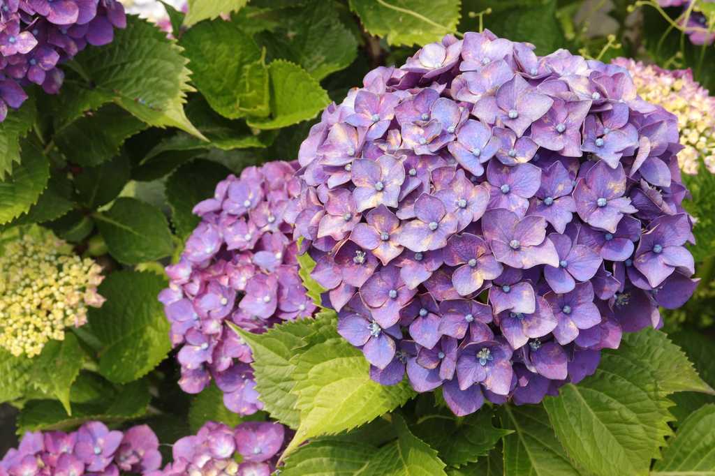 あじさいのアップ