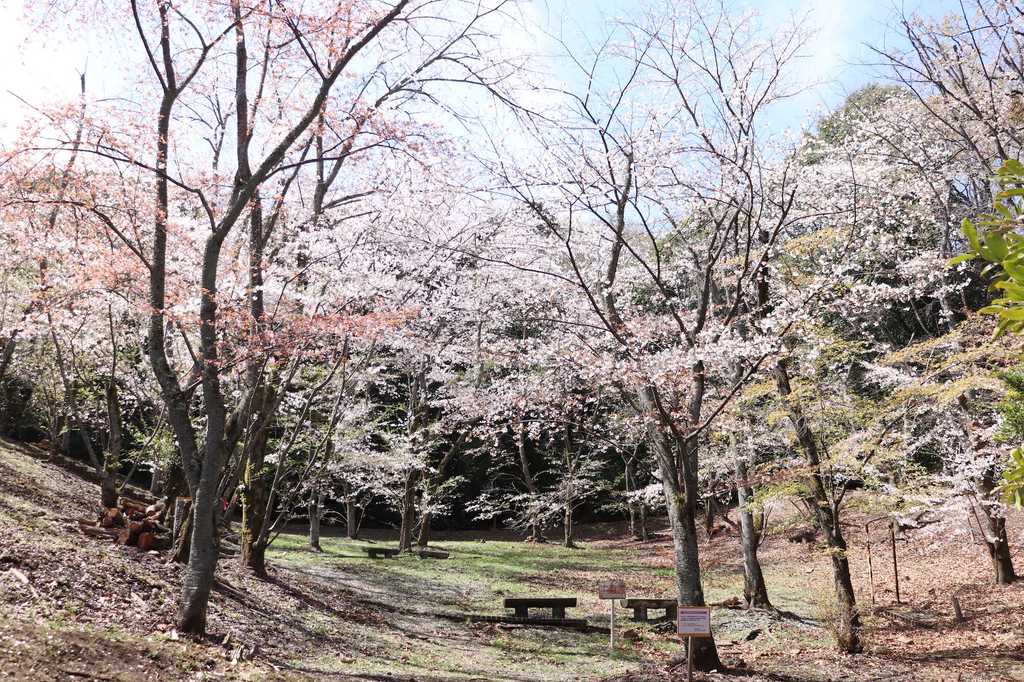 木々に覆われた広場