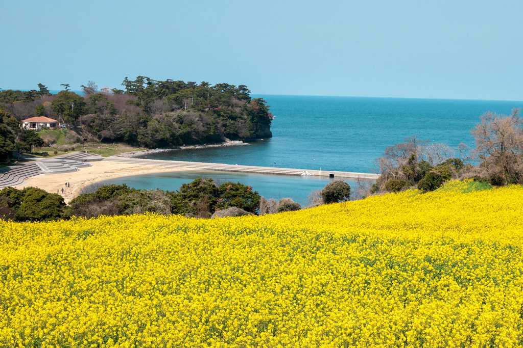 海と菜の花畑